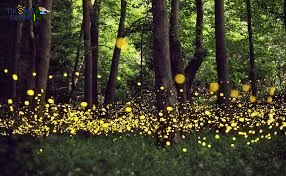 Fireflies