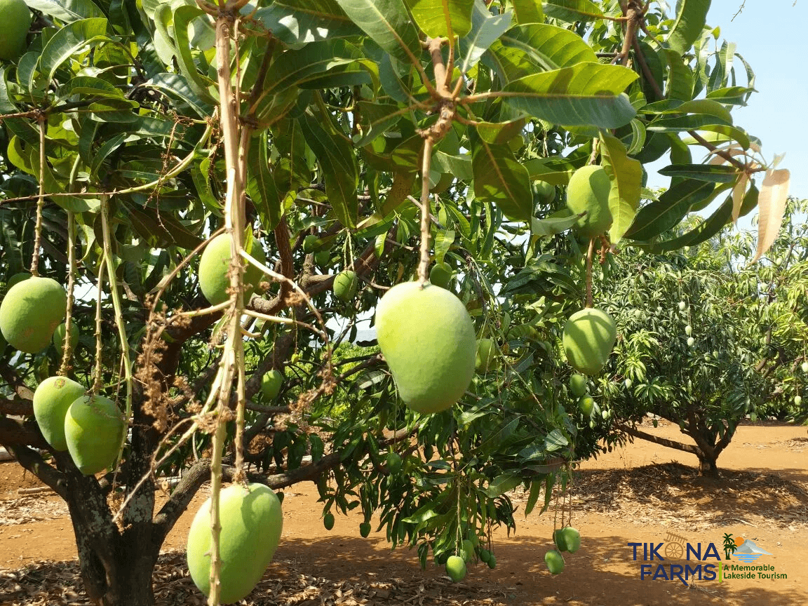 Mango Plucking